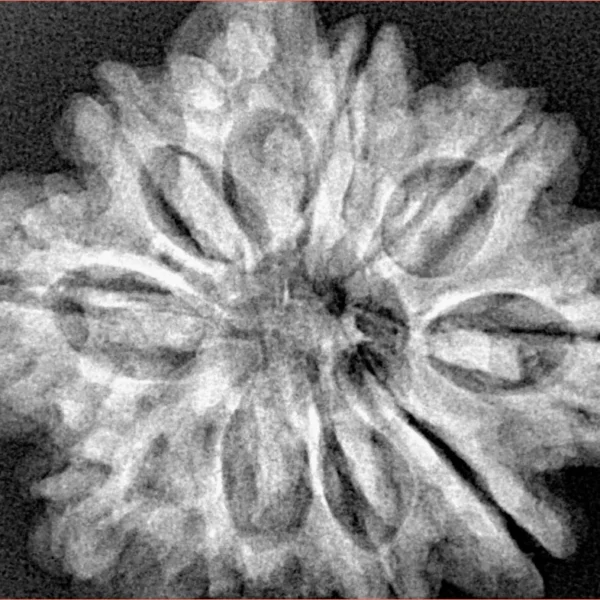 10 Mukhi Ganesh 30.1mm 6.16gm - Xray