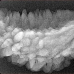 1 Mukhi Rudraksha 38.1mm 4.53gm - Xray