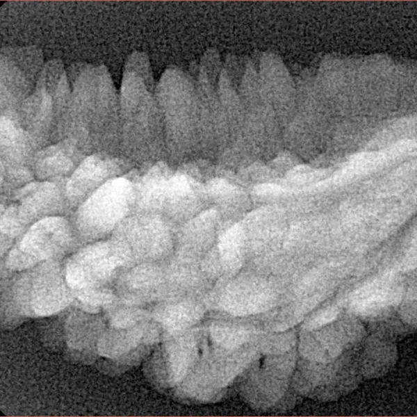 1 Mukhi Rudraksha 38.1mm 4.53gm - Xray