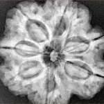 7 Mukhi Rudraksha 28.2mm 6.76gm - Xray
