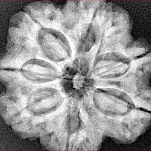 7 Mukhi Rudraksha 28.2mm 6.76gm - Xray