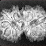 13 MK Gaurishankar 31.2mm 5.11gm - Xray