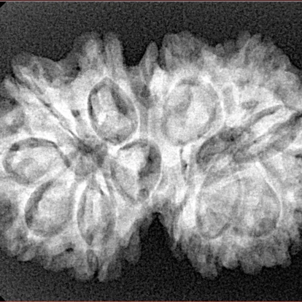 13 MK Gaurishankar 31.2mm 5.11gm - Xray