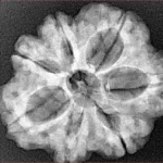 7 Mukhi Rudraksha 27.7mm 5.28gm - Xray