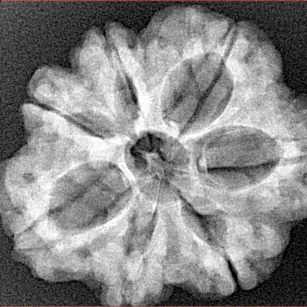 7 Mukhi Rudraksha 27.7mm 5.28gm - Xray