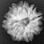 8 Mukhi Rudraksha 18.4mm 2.26gm - Xray