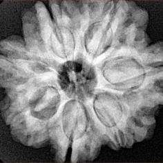 7 Mukhi Rudraksha 27.4mm 7.16gm - Xray
