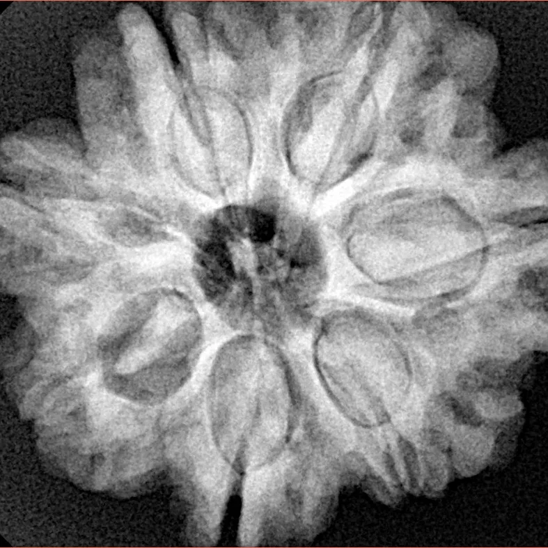7 Mukhi Rudraksha 27.4mm 7.16gm - Xray