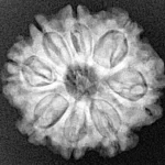 8 Mukhi Rudraksha 22.5mm 3.76gm - Xray