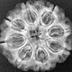 8 Mukhi Rudraksha 24mm 3.7gm - Xray