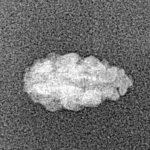 1 Mukhi Rudraksha 12.3mm 0.24gm - Xray