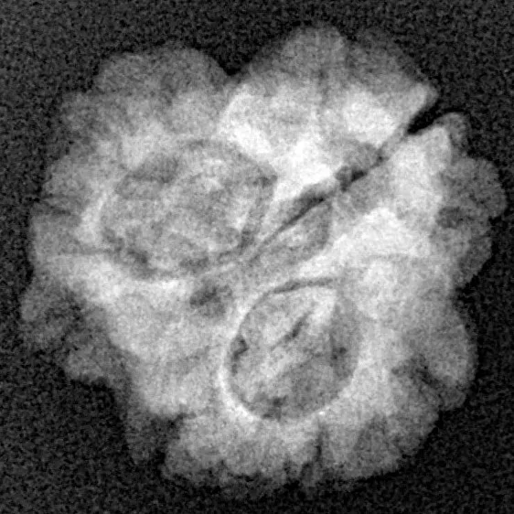 3 Mukhi Rudraksha 21.1mm 2gm - Xray