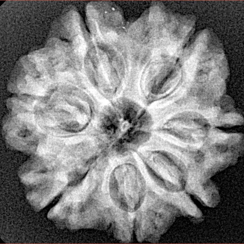 7 Mukhi Rudraksha 25.4mm 4.67gm - Xray