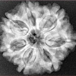 7 Mukhi Rudraksha 26.3mm 5.57gm - Xray