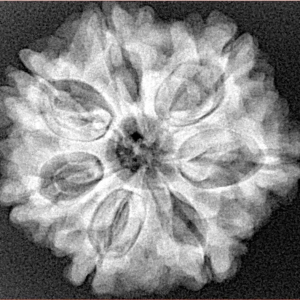7 Mukhi Rudraksha 26.3mm 5.57gm - Xray