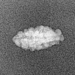 1 Mukhi Rudraksha 12.8mm 0.22gm - Xray