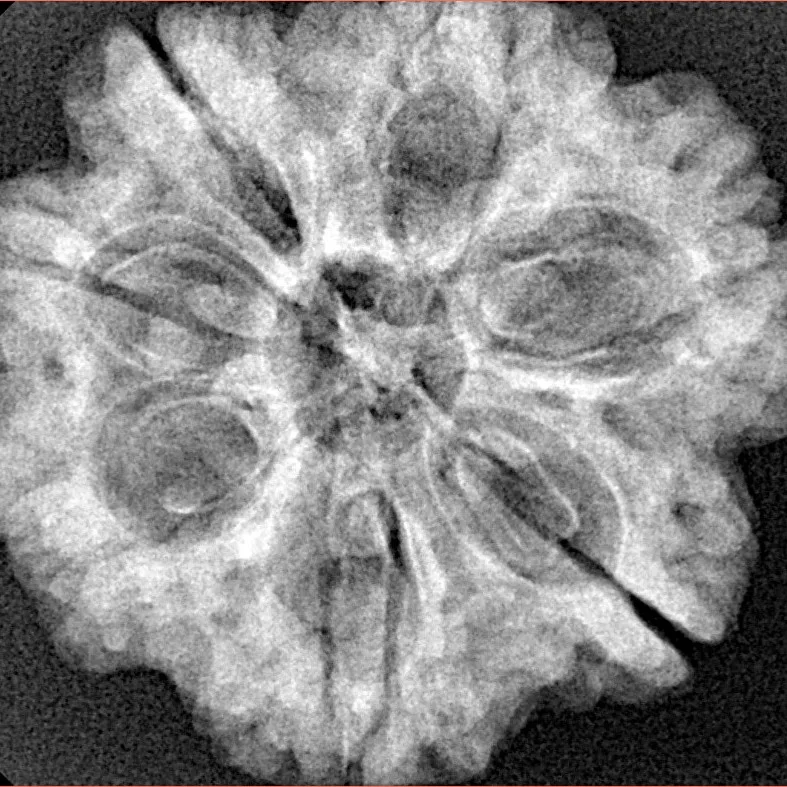 7 Mukhi Rudraksha 28.2mm 6gm - Xray
