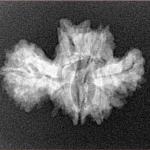 15 Mukhi Trijuti 24.5mm 2.35gm - Xray