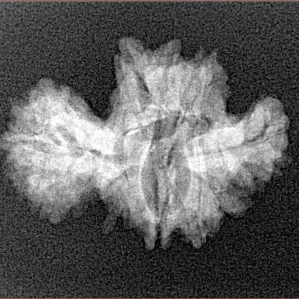 15 Mukhi Trijuti 24.5mm 2.35gm - Xray