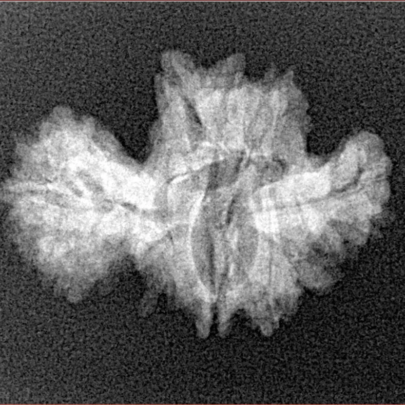 15 Mukhi Trijuti 24.5mm 2.35gm - Xray