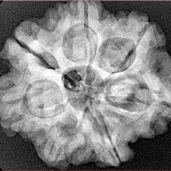 7 Mukhi Rudraksha 27.1mm 5.85gm - Xray