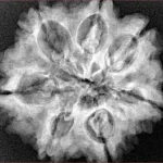 7 Mukhi Rudraksha 27mm 6.15gm - Xray