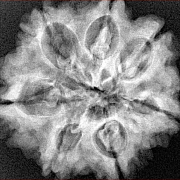 7 Mukhi Rudraksha 27mm 6.15gm - Xray