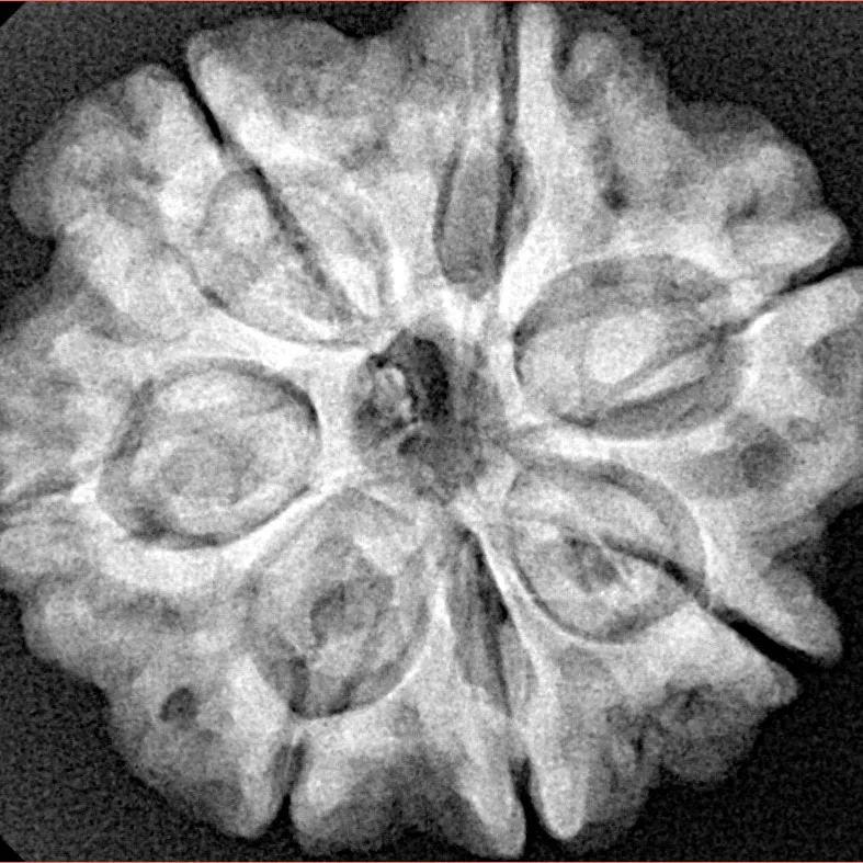 7 Mukhi Rudraksha 27.8mm 6.33gm - Xray