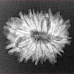 14 Mukhi Rudraksha 23mm 2.74gm - Xray