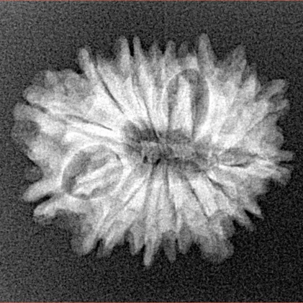 14 Mukhi Rudraksha 23mm 2.74gm - Xray