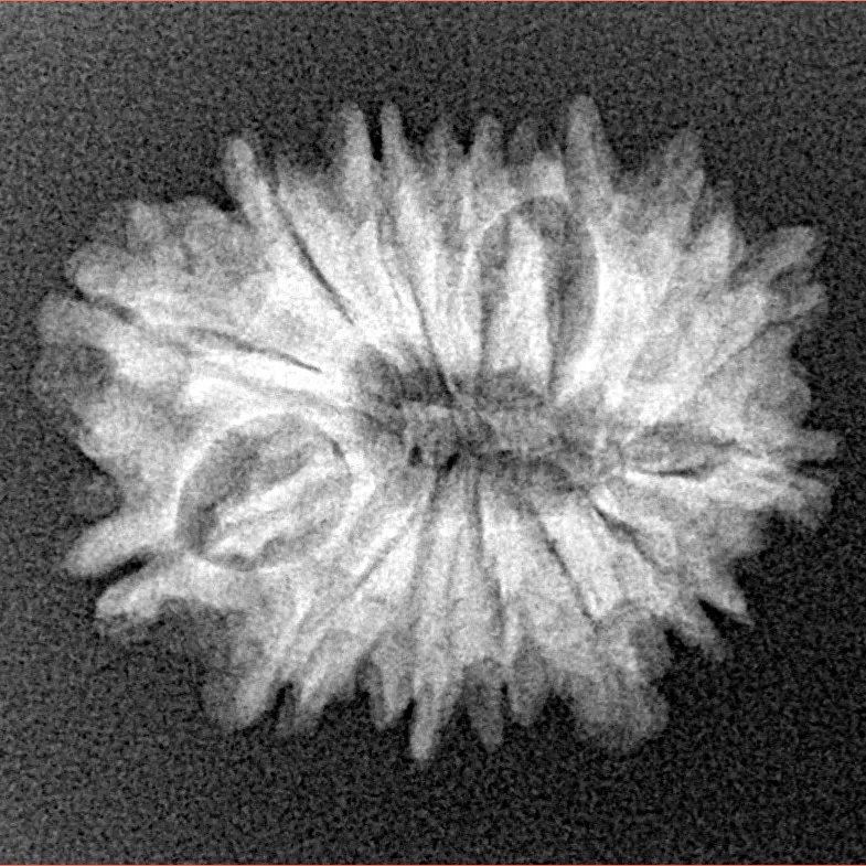 14 Mukhi Rudraksha 23mm 2.74gm - Xray