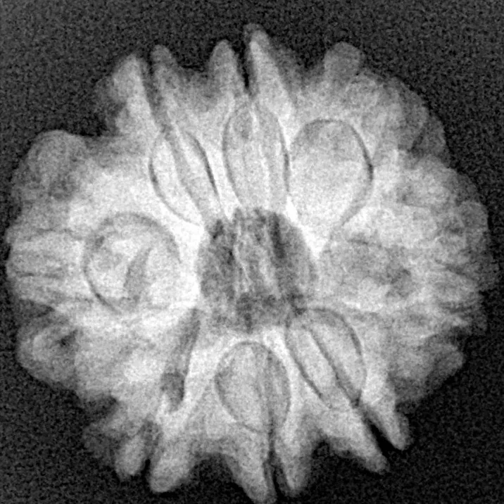 8 Mukhi Rudraksha 22.3mm 4gm - Xray