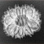 12 Mukhi Rudraksha 23.5mm 2.81gm - Xray