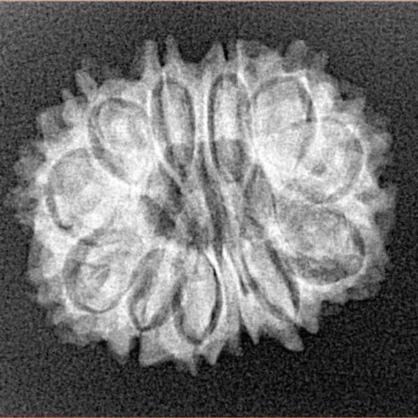 12 Mukhi Rudraksha 23.5mm 2.81gm - Xray