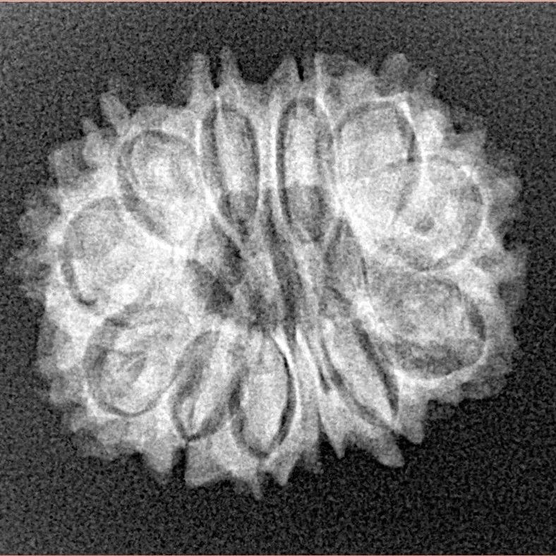 12 Mukhi Rudraksha 23.5mm 2.81gm - Xray