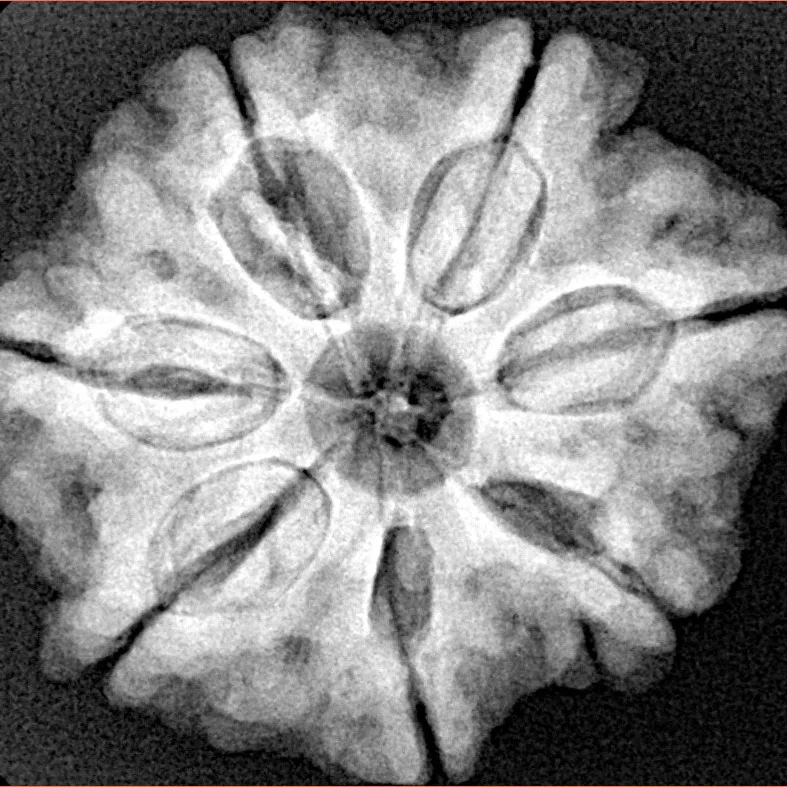 7 Mukhi Rudraksha 27.3mm 6.44gm - Xray