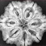 7 Mukhi Rudraksha 28.2mm 6.89gm - Xray