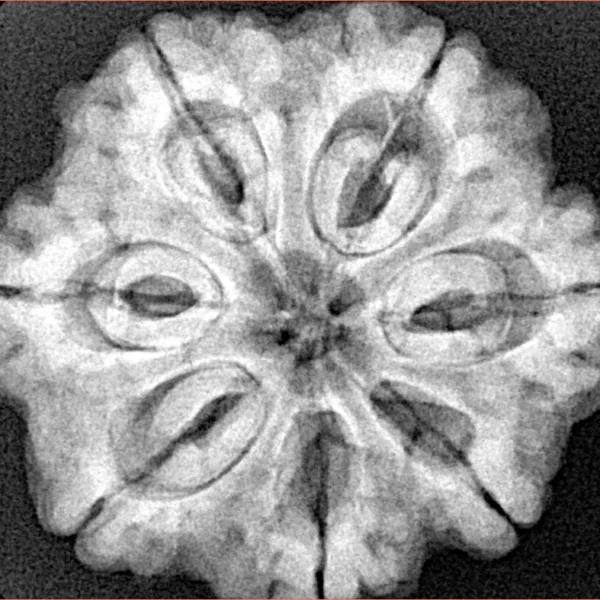 7 Mukhi Rudraksha 28.2mm 6.89gm - Xray