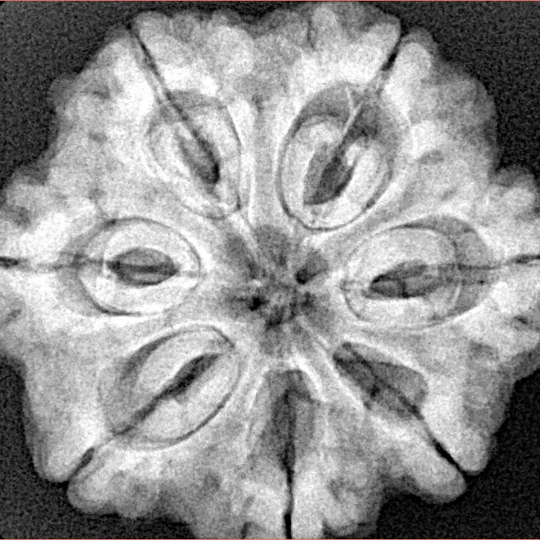 7 Mukhi Rudraksha 28.2mm 6.89gm - Xray