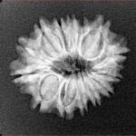 14 Mukhi Rudraksha 22.4mm 2.59gm - Xray