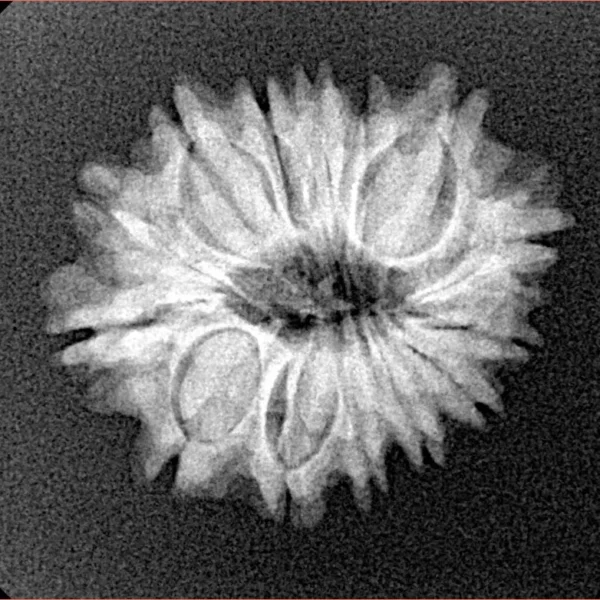 14 Mukhi Rudraksha 22.4mm 2.59gm - Xray