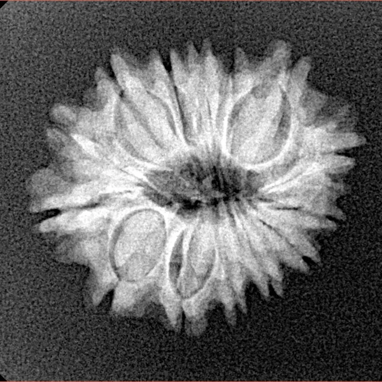 14 Mukhi Rudraksha 22.4mm 2.59gm - Xray