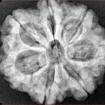 7 Mukhi Rudraksha 27.4mm 5.98gm - Xray