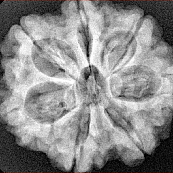 7 Mukhi Rudraksha 27.4mm 5.98gm - Xray