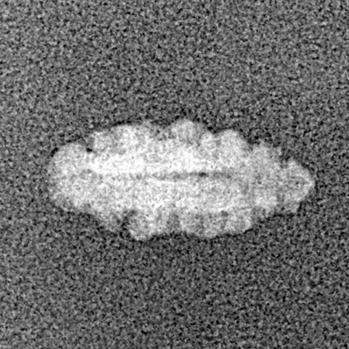 1 Mukhi Rudraksha 12.9mm 0.18gm - Xray