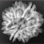 8 Mukhi Rudraksha 25.4mm 3.76gm - Xray