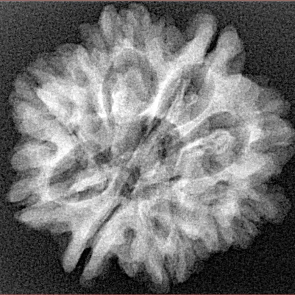 8 Mukhi Rudraksha 25.4mm 3.76gm - Xray