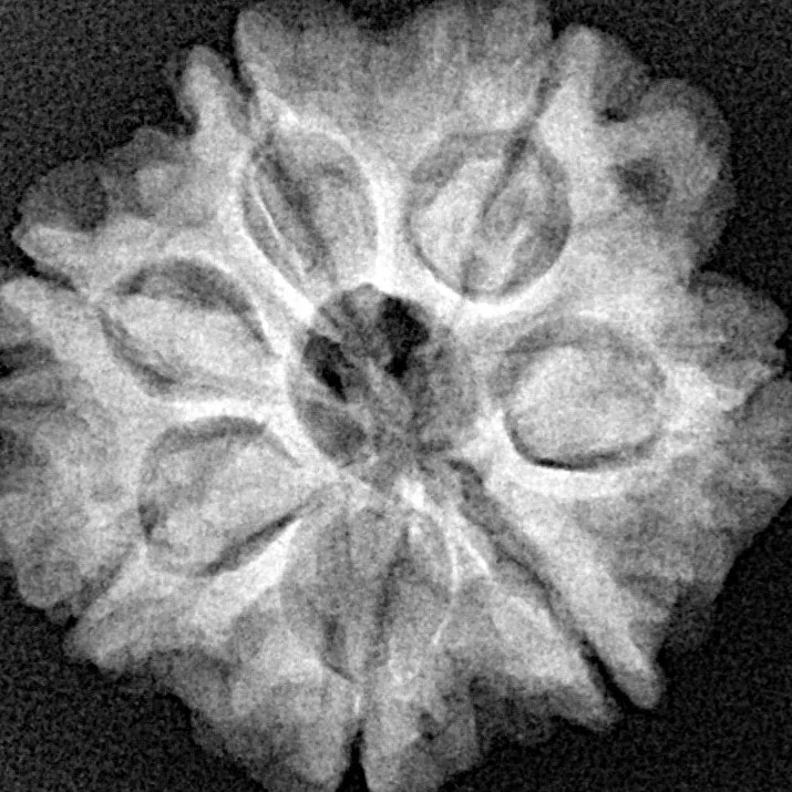 7 Mukhi Rudraksha 24.1mm 4.39gm - Xray