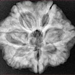7 Mukhi Rudraksha 27.7mm 6.56gm - Xray