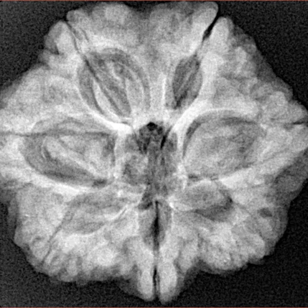 7 Mukhi Rudraksha 27.7mm 6.56gm - Xray